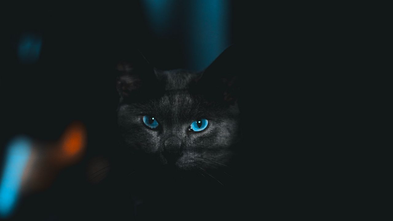 Обои кот, взгляд, питомец, темный, глаза, голубой