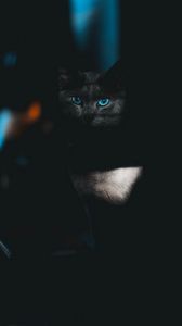 Превью обои кот, взгляд, питомец, темный, глаза, голубой