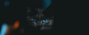 Превью обои кот, взгляд, питомец, темный, глаза, голубой