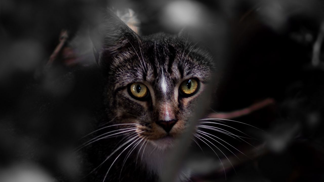 Обои кот, взгляд, питомец, листья
