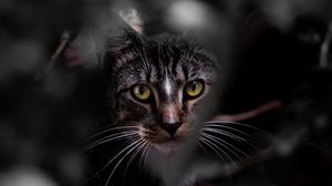 Превью обои кот, взгляд, питомец, листья