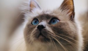 Превью обои кот, взгляд, питомец, глаза, животное