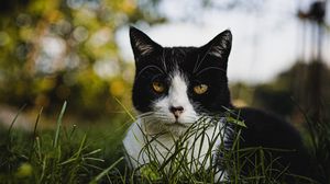 Превью обои кот, взгляд, питомец, трава