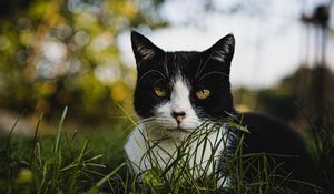 Превью обои кот, взгляд, питомец, трава