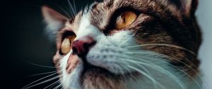 Превью обои кот, взгляд, питомец, животное, усы