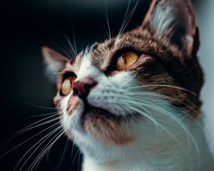 Превью обои кот, взгляд, питомец, животное, усы
