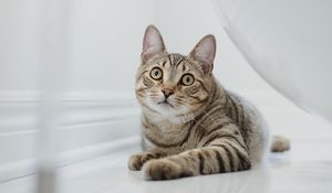 Превью обои кот, взгляд, питомец, коричневый, полосатый