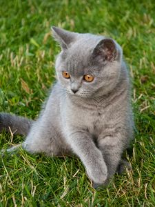 Превью обои кот, взгляд, питомец, животное, трава