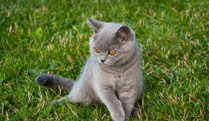 Превью обои кот, взгляд, питомец, животное, трава