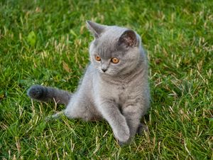 Превью обои кот, взгляд, питомец, животное, трава