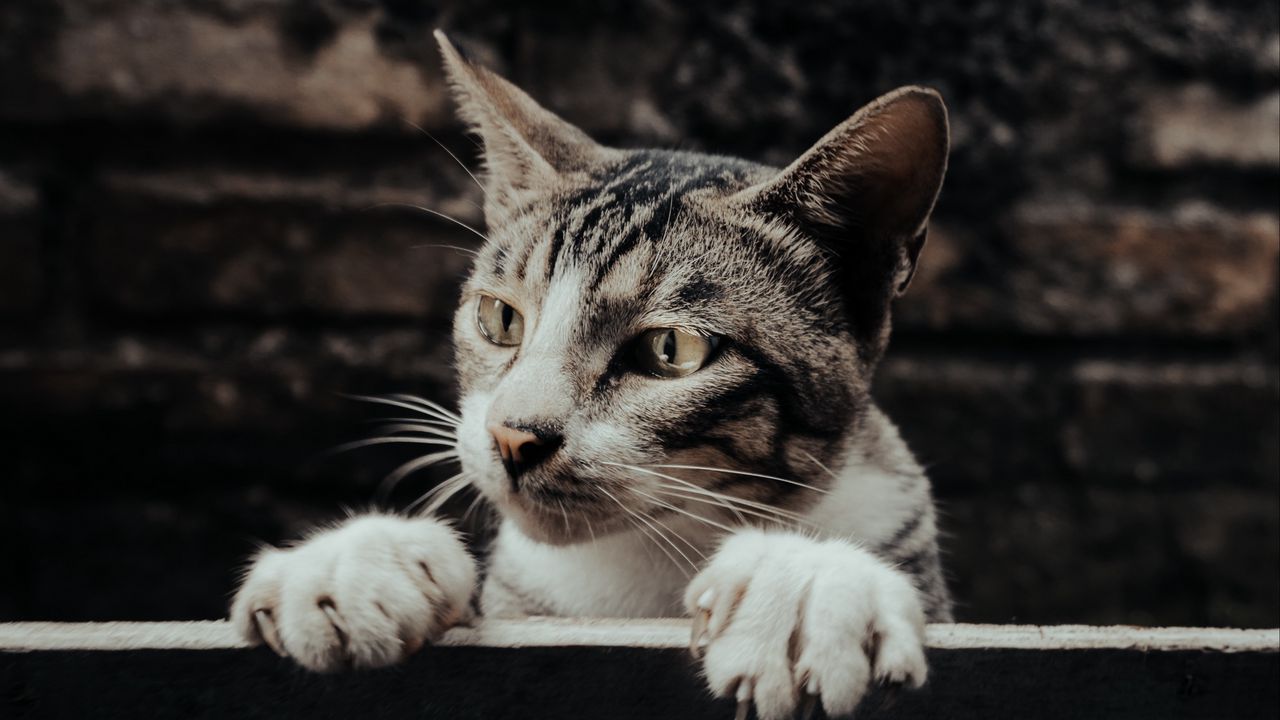 Обои кот, взгляд, заглядывать, забавный, питомец