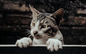 Превью обои кот, взгляд, заглядывать, забавный, питомец