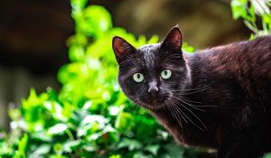 Превью обои кот, взгляд, животное