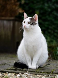 Превью обои кот, взгляд, животное, питомец