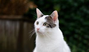 Превью обои кот, взгляд, животное, питомец