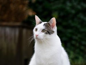 Превью обои кот, взгляд, животное, питомец