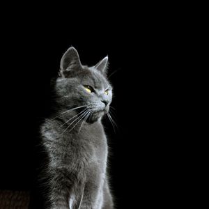 Превью обои кот, взгляд, животное, питомец, свет, тень