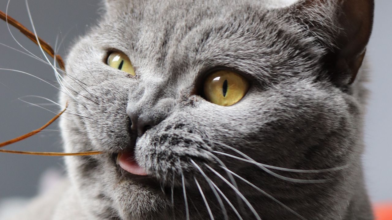 Обои кот, забавный, прикольный, серый, питомец