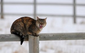 Превью обои кот, забор, крик, сидеть, зима, снег