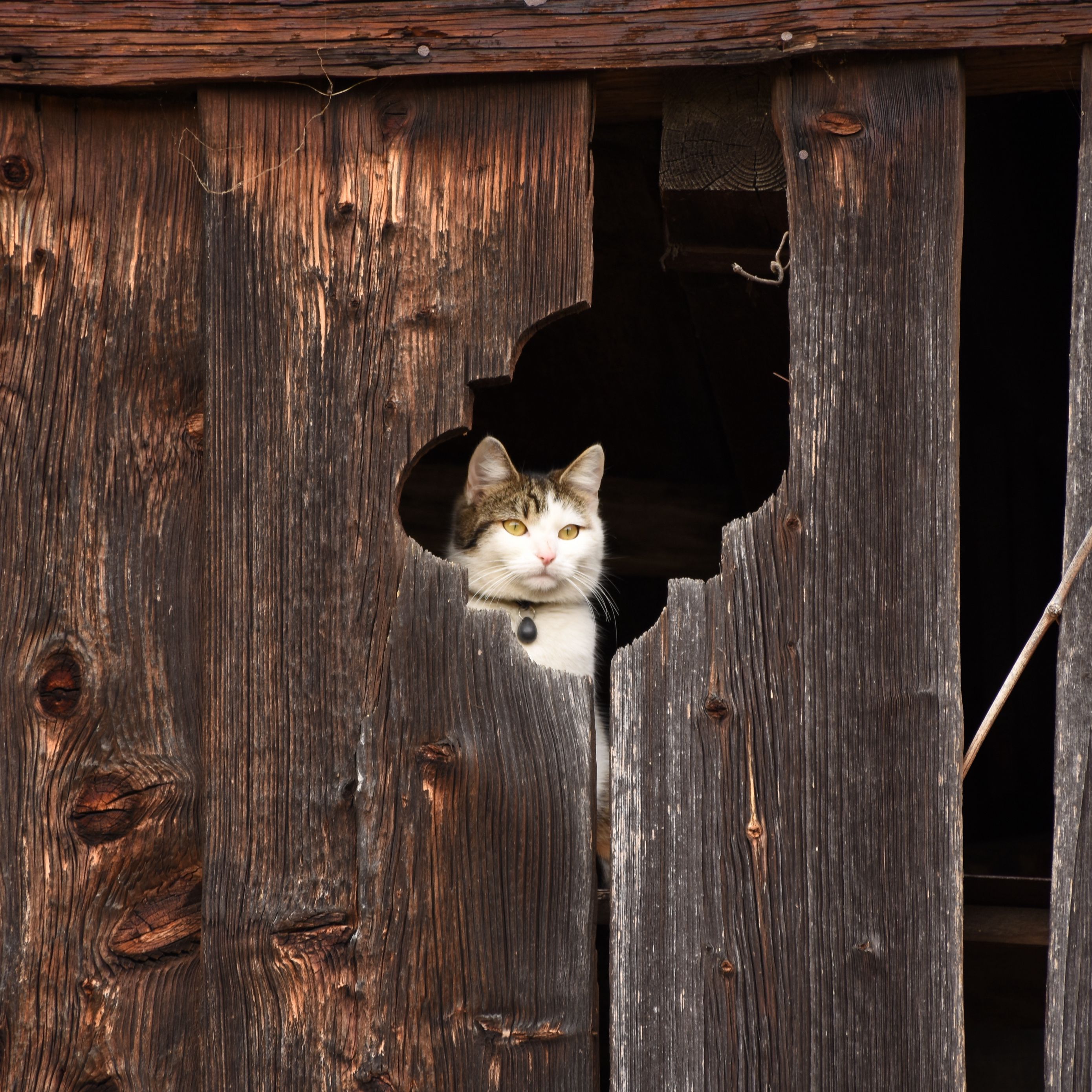 Фото выглядывающего кота