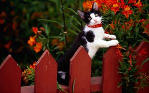 Превью обои кот, забор, ошейник, лазать, цветы