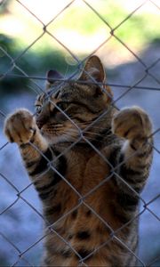 Превью обои кот, забор, стоять, лапы