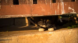 Превью обои кот, забор, выглядывать, прятаться, питомец