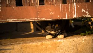 Превью обои кот, забор, выглядывать, прятаться, питомец
