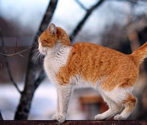 Превью обои кот, забор, зима, улица