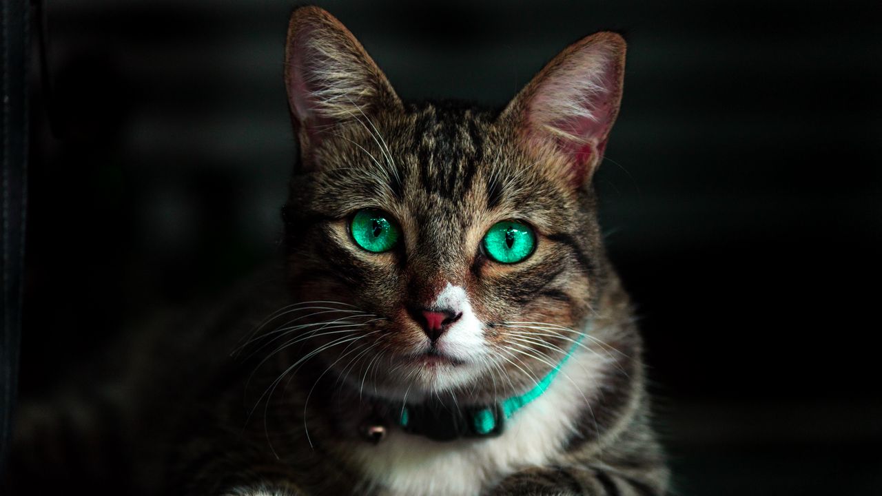Обои кот, зеленоглазый, красивый, взгляд