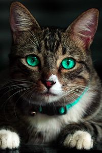 Превью обои кот, зеленоглазый, красивый, взгляд