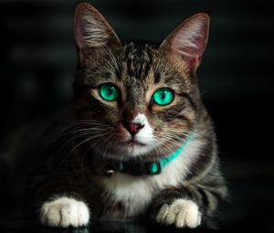 Превью обои кот, зеленоглазый, красивый, взгляд