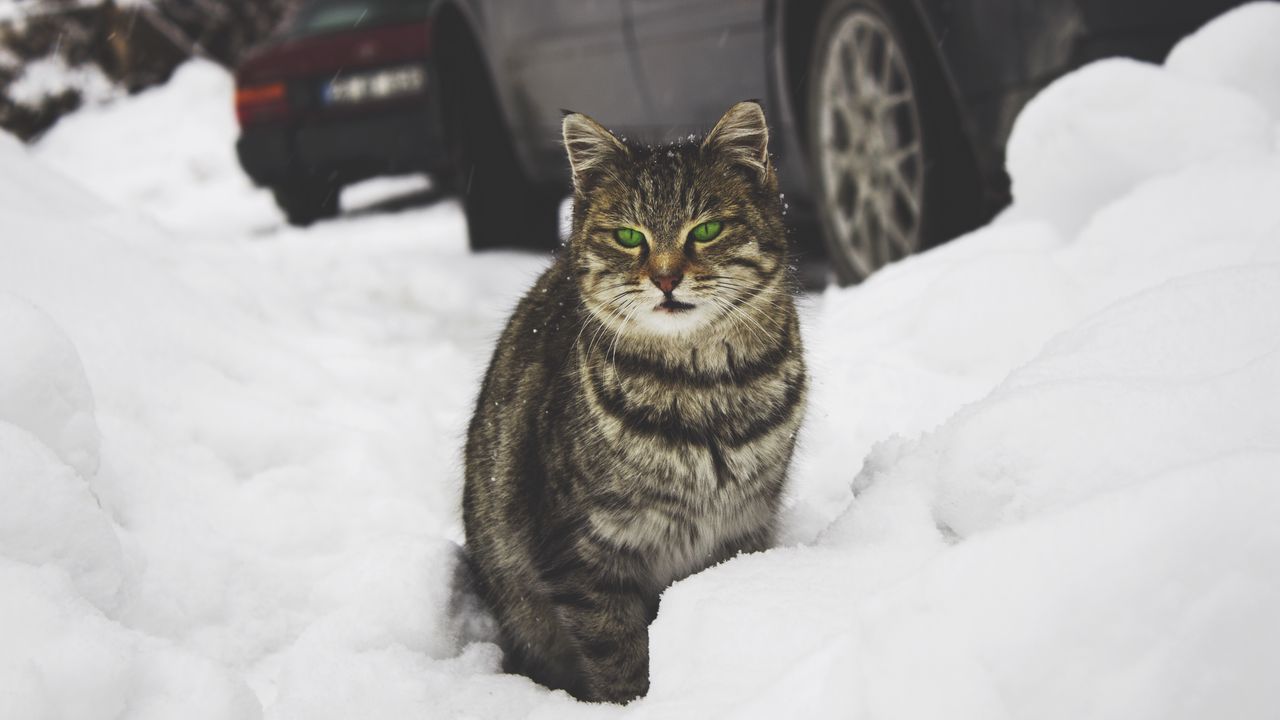 Обои кот, зеленоглазый, снег