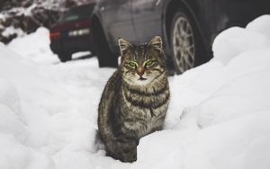 Превью обои кот, зеленоглазый, снег