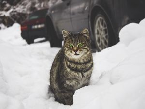 Превью обои кот, зеленоглазый, снег