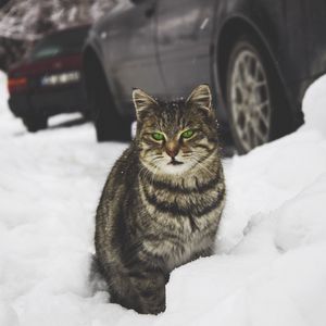 Превью обои кот, зеленоглазый, снег
