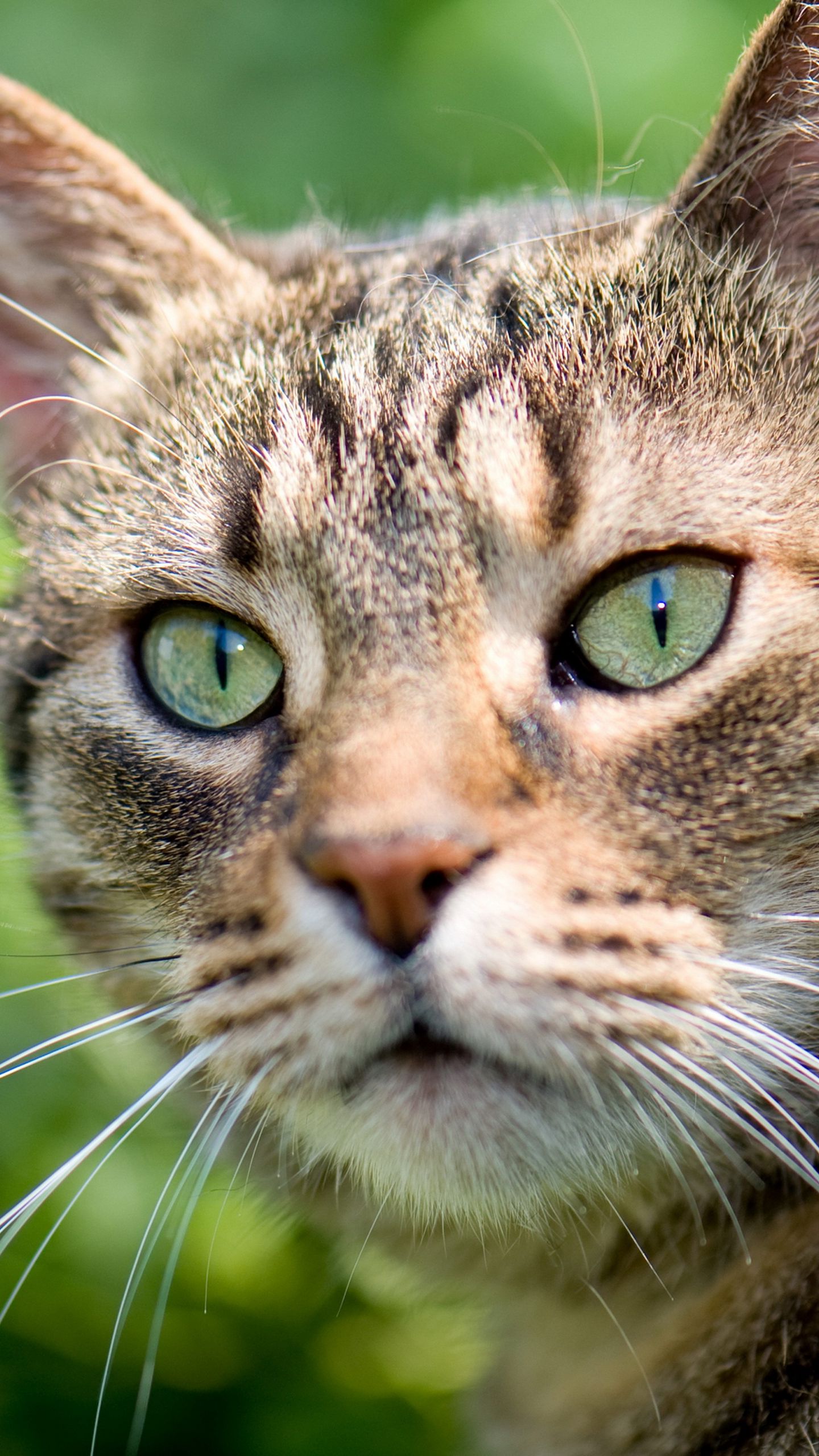 Кот с зелеными глазами