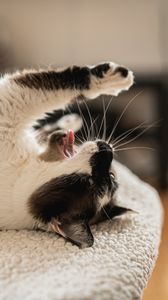 Превью обои кот, зевать, высунутый язык, забавный, питомец