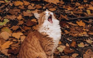 Превью обои кот, зевать, забавный, осень, листва