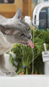 Превью обои кот, жажда, вода, кран