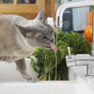 Превью обои кот, жажда, вода, кран