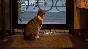 Превью обои кот, животное, дверь, стекло, наблюдение