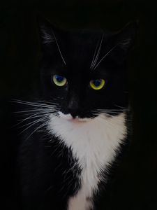 Превью обои кот, животное, питомец, взгляд, черный