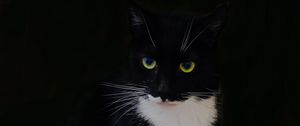 Превью обои кот, животное, питомец, взгляд, черный