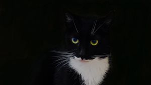 Превью обои кот, животное, питомец, взгляд, черный