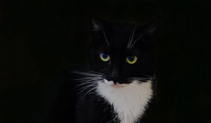 Превью обои кот, животное, питомец, взгляд, черный