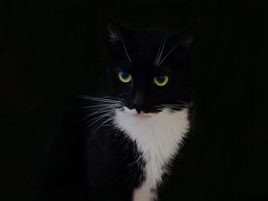 Превью обои кот, животное, питомец, взгляд, черный