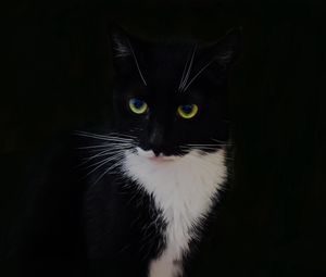 Превью обои кот, животное, питомец, взгляд, черный