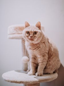 Превью обои кот, животное, питомец, серый, взгляд