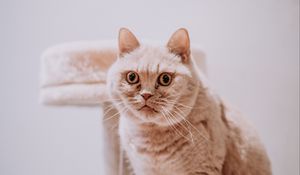Превью обои кот, животное, питомец, серый, взгляд